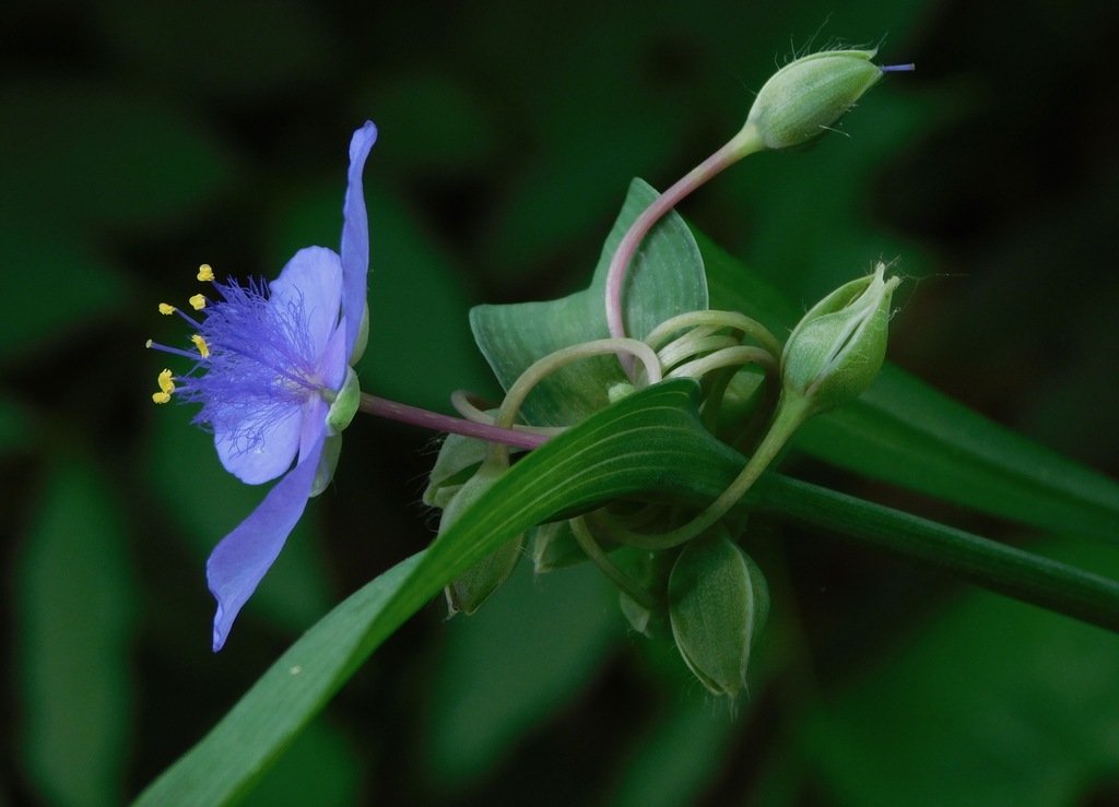 Ohio Spiderwort &mdash; Tradescantia ohiensis