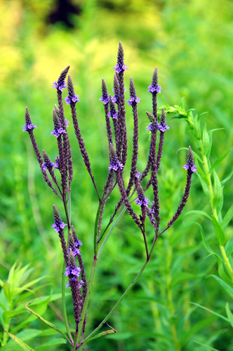 Blue Vervain &mdash; Verbena hastata