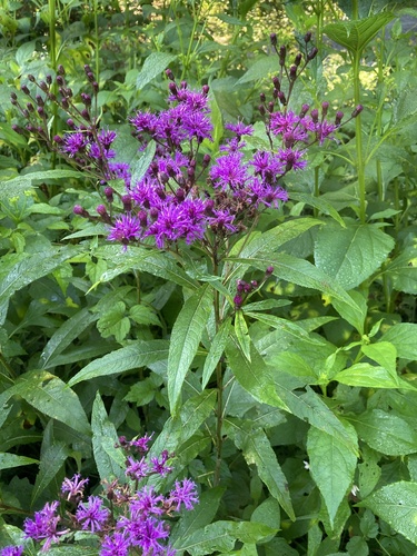 Tall Ironweed &mdash; Vernonia gigantea