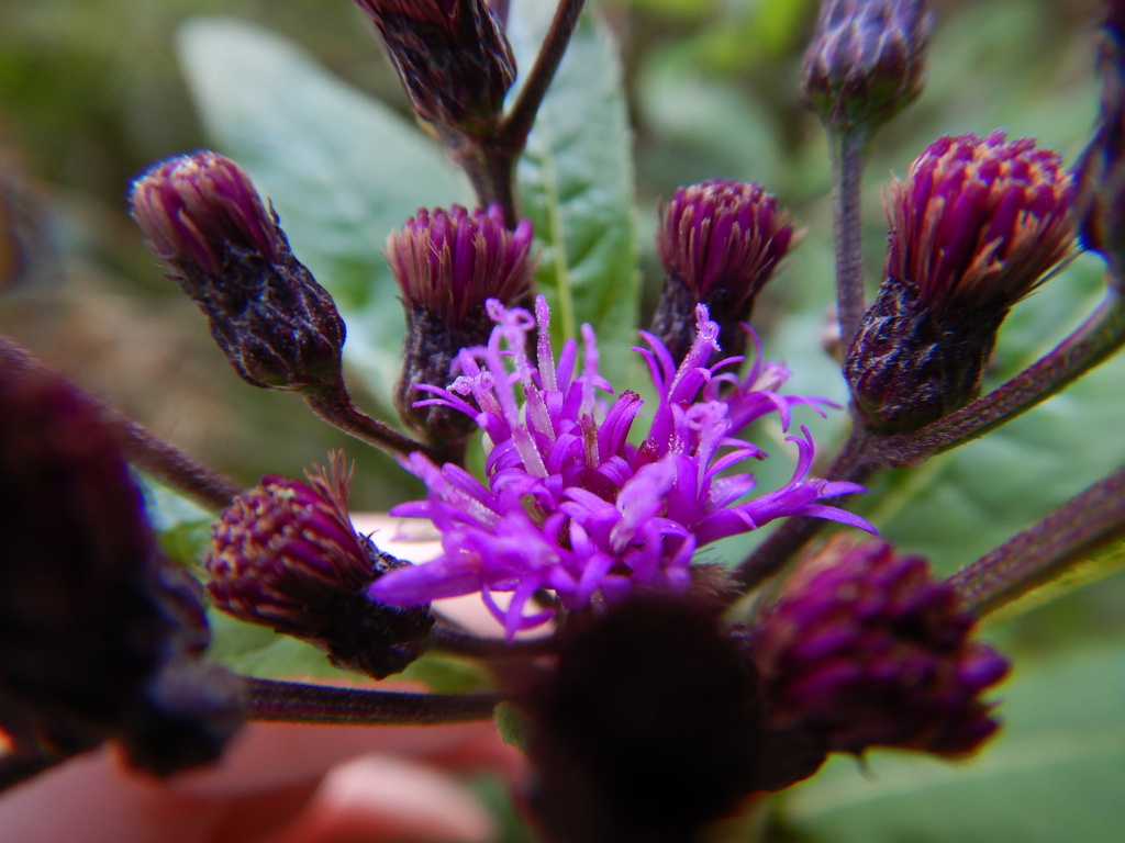 New York Ironweed