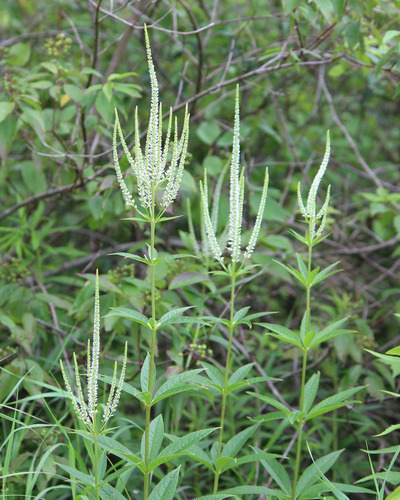 Culver's Root &mdash; Veronicastrum virginicum