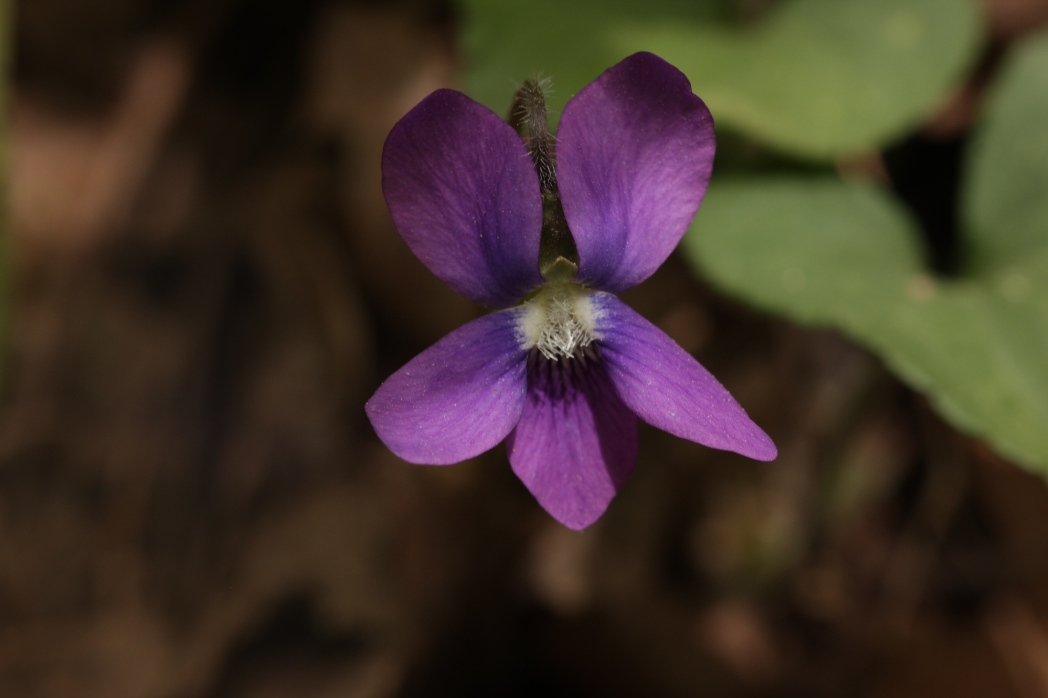 Meadow Blue Violet &mdash; Viola sororia