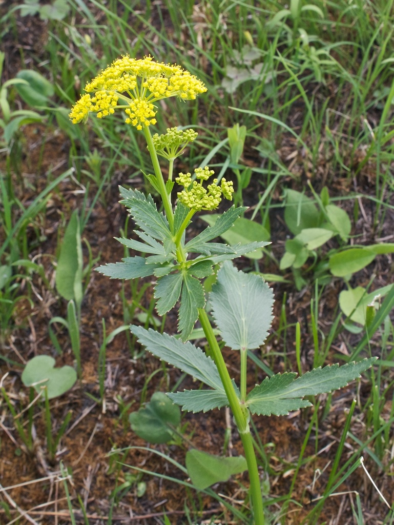 Golden Alexanders &mdash; Zizia aurea