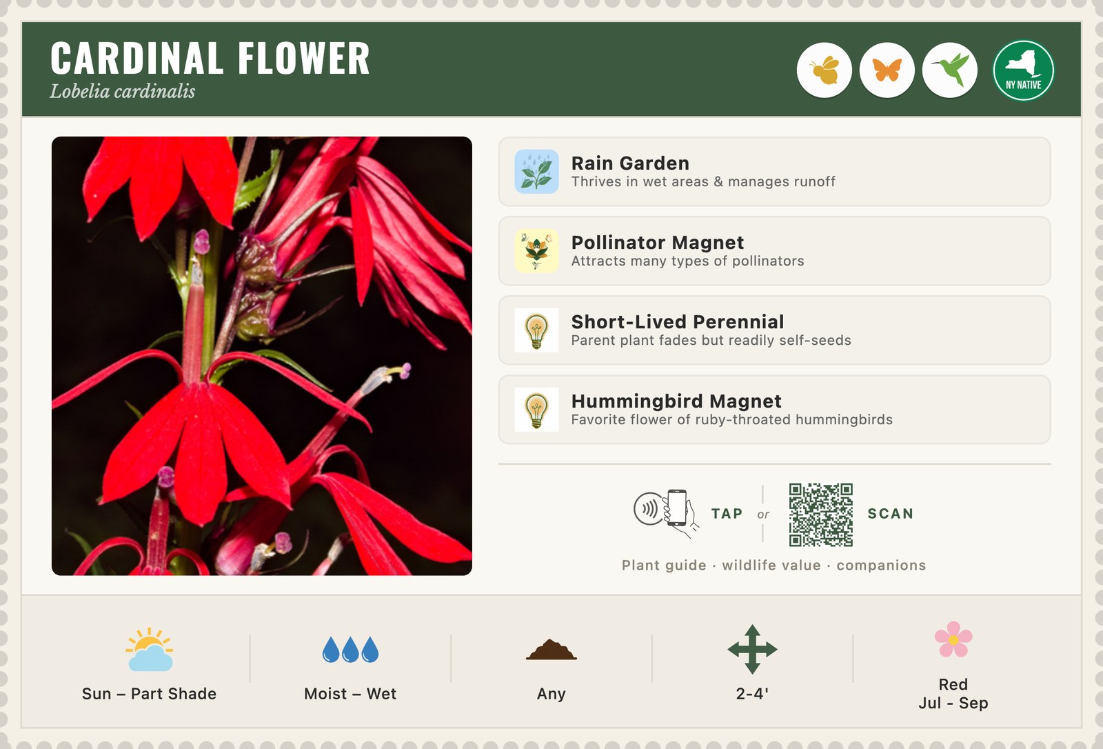 A printed care sign for Cardinal Flower, showing a photograph, growing conditions and a QR code